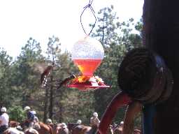 Horses & Hummingbirds at Clark's Fork